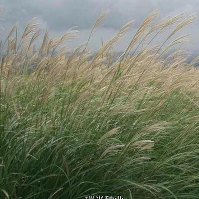 芒草种子野芒草种子牧草种子荻芒草种子四季南北方观赏草籽易活