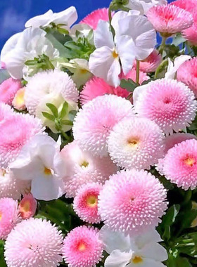 小雏菊花种子花种籽子玛格丽特易活四季开播种花室内外花种孑大全