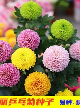 乒乓菊花种子四季播种开花易爆盆室内外易活太阳花花卉盆栽种子