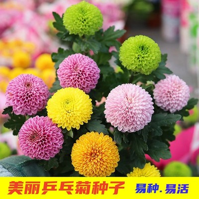 乒乓菊花种子四季播开易爆