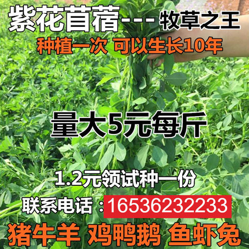 进口大叶紫花苜蓿草种子多年生四季牧草苜蓿草种籽鱼草兔猪牛羊鸡