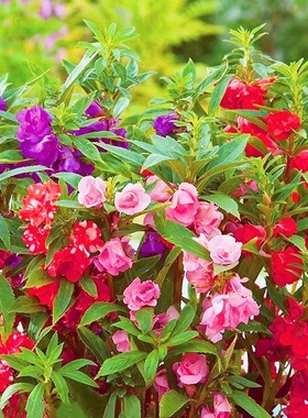 重瓣茶花凤仙花种子指甲花向日葵易活庭院种植四季播种花卉种籽孑