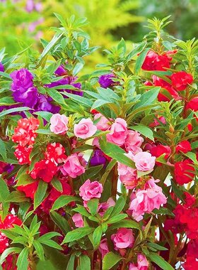 重瓣茶花凤仙种子指甲向日
