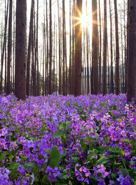 二月兰花籽种子春季耐寒实体批发易活耐旱油矮杆菜花籽可食用紫色