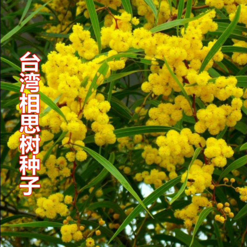 优质台湾相思树籽大叶柳相思树种子小叶相思马占相思树种子洋桂花