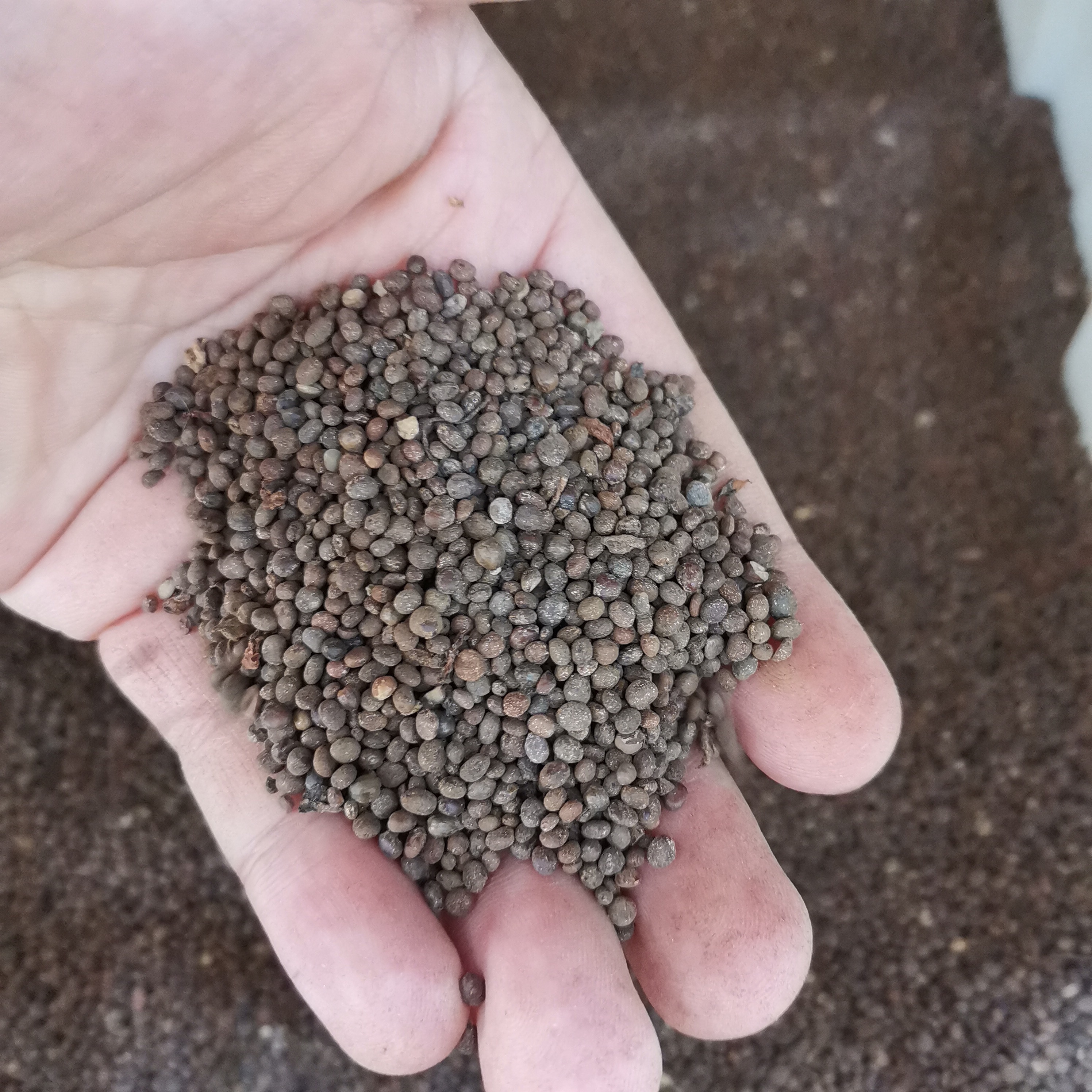 凤仙花种籽单瓣粉染指甲混色有白色四季花籽种子籽子35