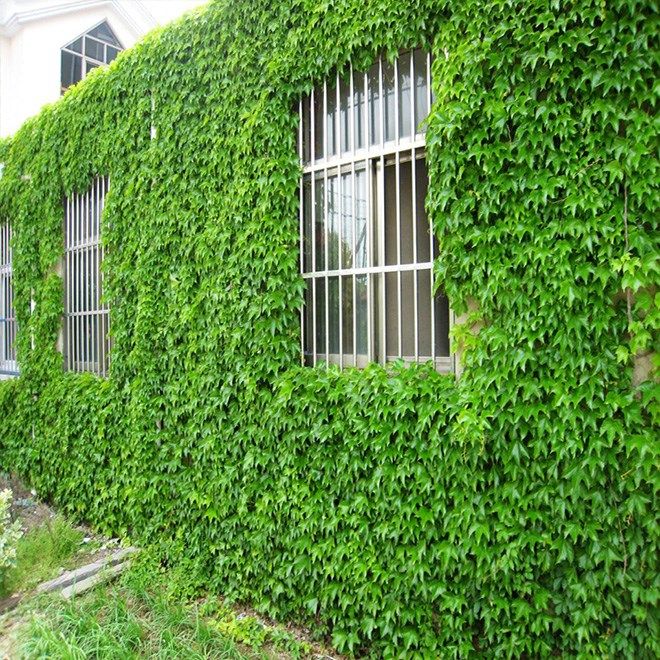 爬山虎种子四季易活爬墙花卉攀爬花种籽子孑五叶地锦室外爬藤植物