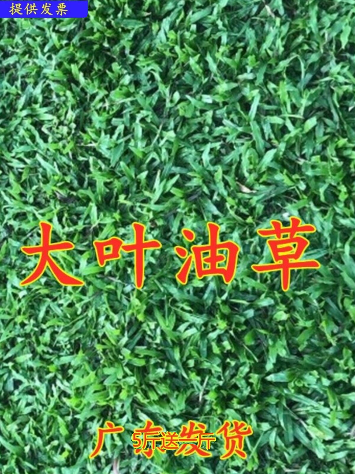 草坪种籽 四季大叶油草种子 草 进口巴西地毯草 抗病抗旱固土护坡