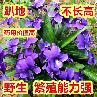 药用地被植物紫花地丁种子野花易活犁头草堇堇菜种籽苗多年生宿根