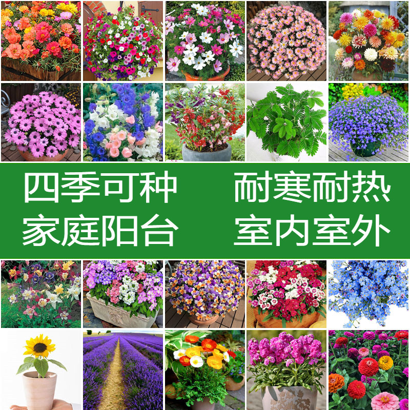 重瓣太阳花花种子花籽四季开花室内花卉易活室外种孑花种籽子包邮