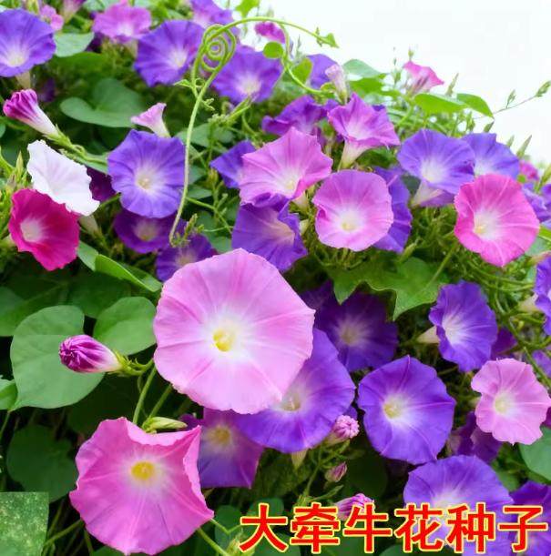 牵牛花花籽四季开花不断易种易活庭院阳台室外盆栽爬藤喇叭花种子,鲜花速递/花卉仿真/绿植园艺,家庭园艺种子,淘宝优惠券,粉丝福利购,淘宝优惠卷