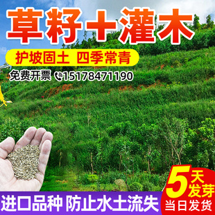 护坡固土草籽灌木四季常青紫穗槐绿化斜山边坡高速公路绿化种子孑
