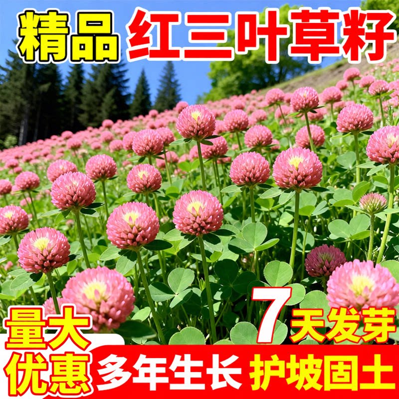 红三叶草籽四季常青多年生护坡固土庭院工程绿化植物白三叶草种子