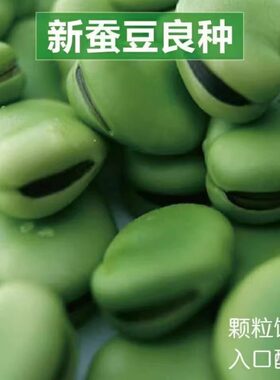 绿宝蚕豆种子特大罗汉豆种籽