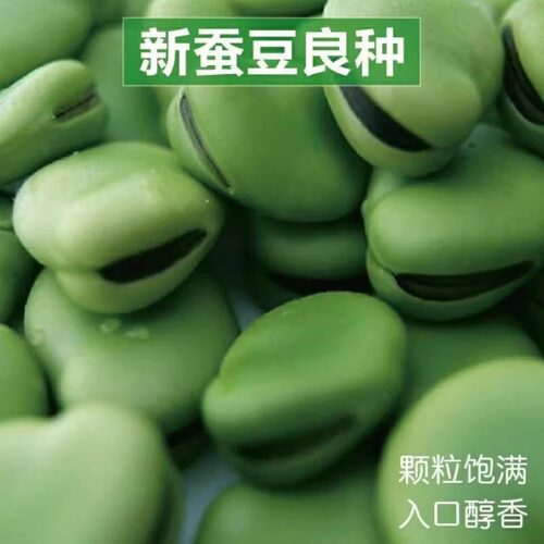 绿宝蚕豆种子特大罗汉豆种籽