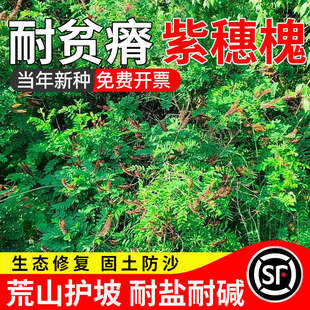 紫穗槐种子棉刺槐多年生护坡复绿固土灌木种子矿山工程绿化草种子