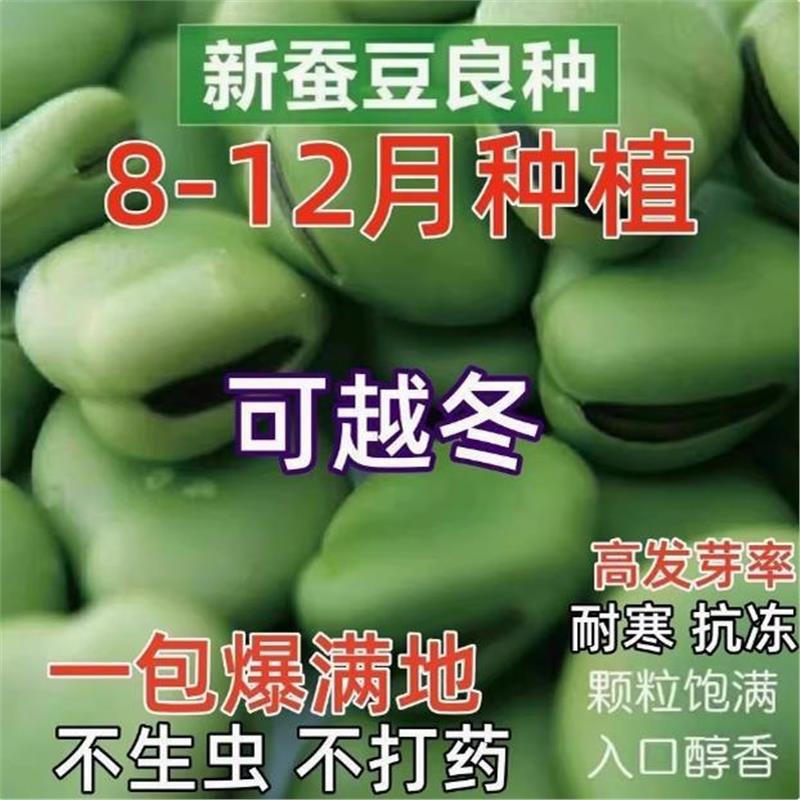绿宝蚕豆种子罗汉籽春秋冬