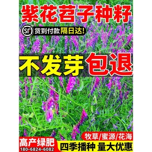光叶紫花苕子种籽长柔毛野豌豆种子果园绿肥养蜂蜜源草种子毛苕子
