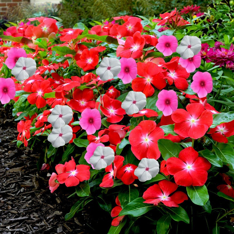 长春花花种虞美人格桑花种凤仙花种孑多彩花种籽子四季太阳花花籽