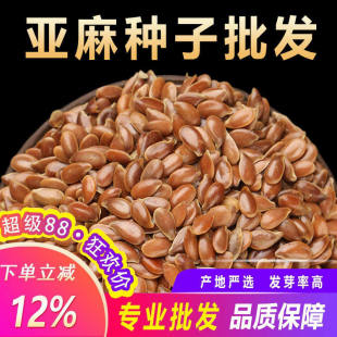 内蒙新亚麻种籽老品种胡麻种子可做亚麻子籽油籽粉蔬菜芽苗菜种孑
