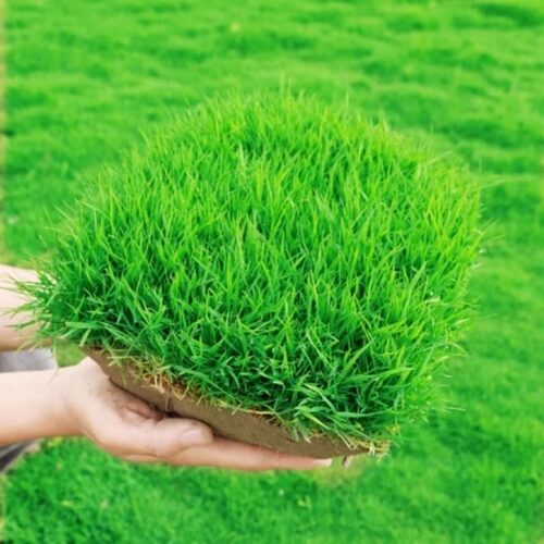 草坪种子草籽四季常青草皮种草