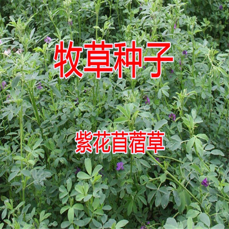 进口多年生草种紫花苜须兔子草紫花木须菜养殖再生高优牧草牛饲料