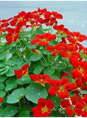 旱金莲花种籽子汉金莲春天花种子盆栽苗四季室内旱荷花卉种孑