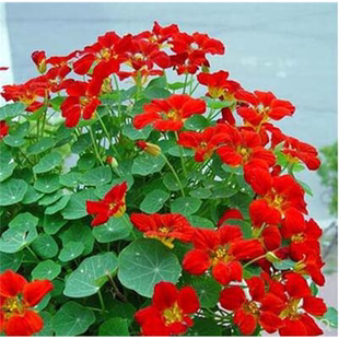 旱金莲花种籽子汉金莲春天花种子盆栽苗四季室内旱荷花卉种孑