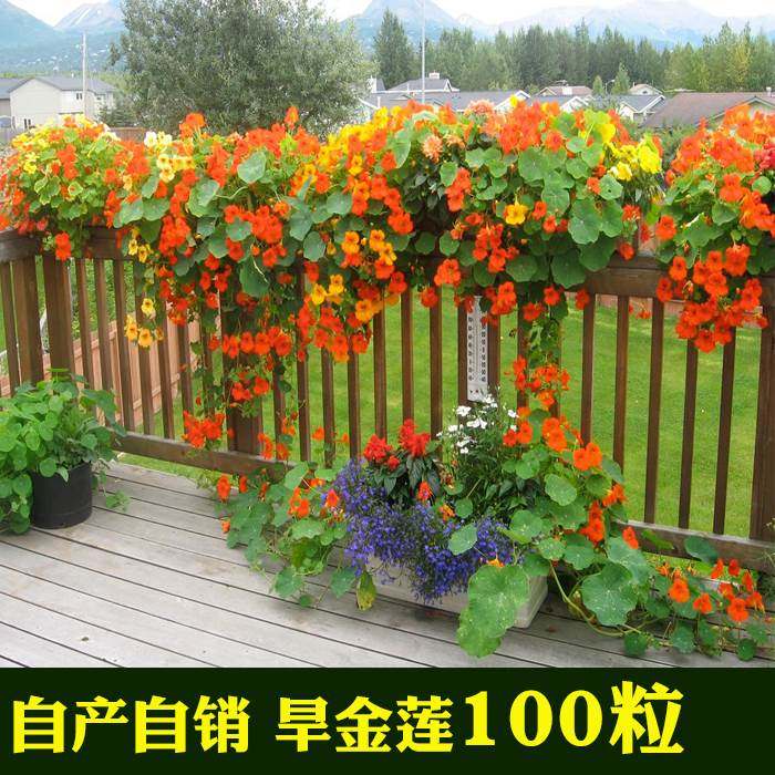 旱金莲种子 金莲花四季易种室内阳台爬藤花卉种子旱荷花花籽,鲜花速递/花卉仿真/绿植园艺,家庭园艺种子,淘宝优惠券,粉丝福利购,淘宝优惠卷