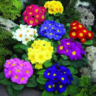 报春花种子四季花卉易活花籽长春花种子盆栽庭院室外耐寒花种籽子