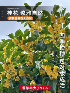 桂花种子四季 浓香型桂花树种籽室内阳台易种绿化办公室盆栽花卉籽