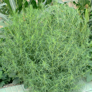 地肤种子 扫帚子笤帚观赏园林用途落帚地伏 铁扫把种子药用地肤子