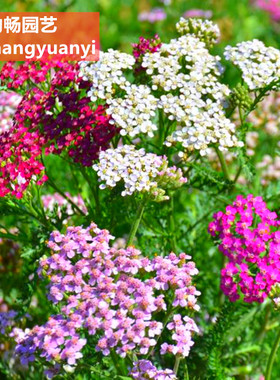 蓍草种子混色多年生锯草花种子耐寒四季易播种千叶西洋蓍草花草籽