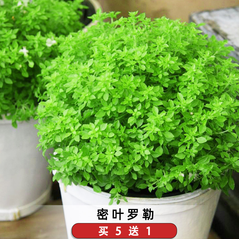密叶罗勒种子甜矮小九层塔