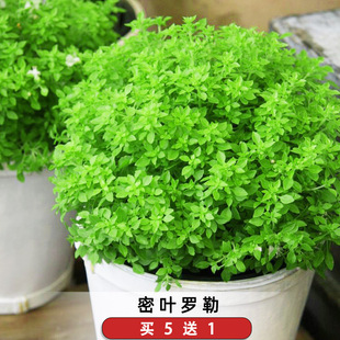 密叶罗勒种子甜叶矮小九层塔金不换希腊灌木西餐食用香草籽可盆栽