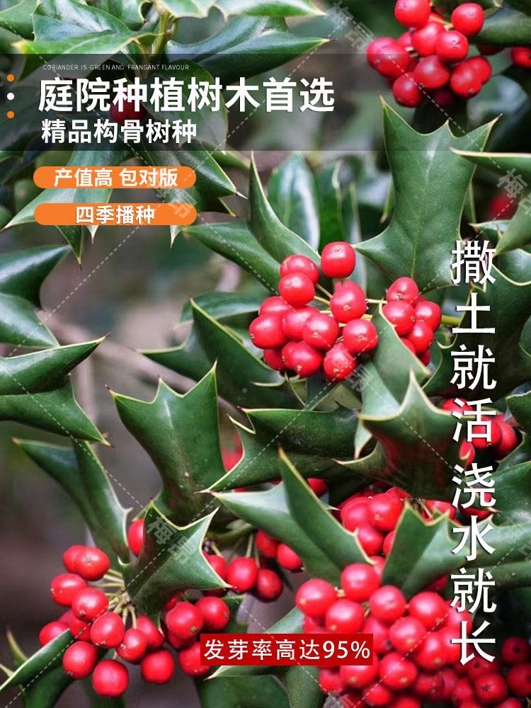 有刺构骨种子无枸籽常绿灌