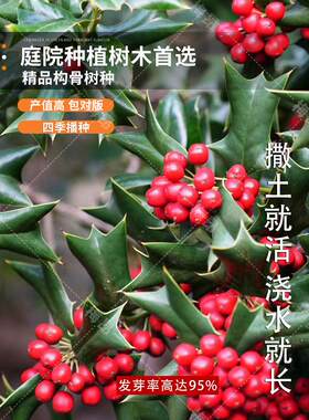 有刺构骨种子无枸籽常绿灌