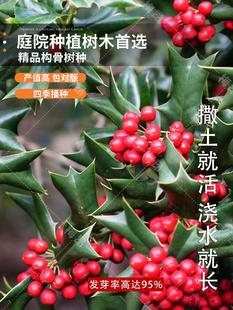 有刺构骨种子无刺枸骨种籽常绿灌木或小乔木又名猫儿刺老虎刺