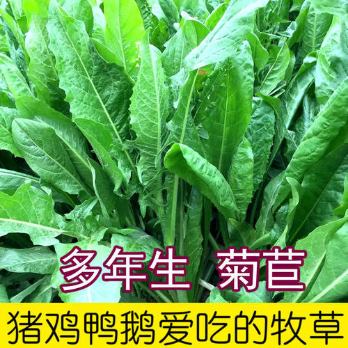 菊苣草种籽大叶多年生兔子