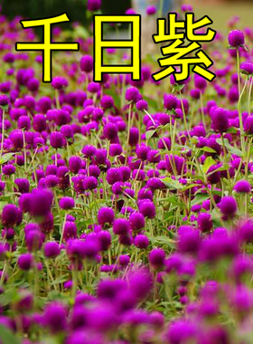 花种子千日红百日红火球庭院景观绿化花卉盆栽易活花籽千日紫种子