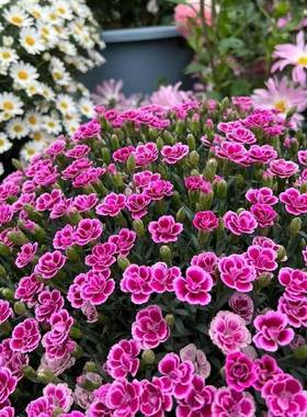 欧石竹花种籽子五彩常夏初吻少女石竹花籽多年生四季播种耐寒种孑