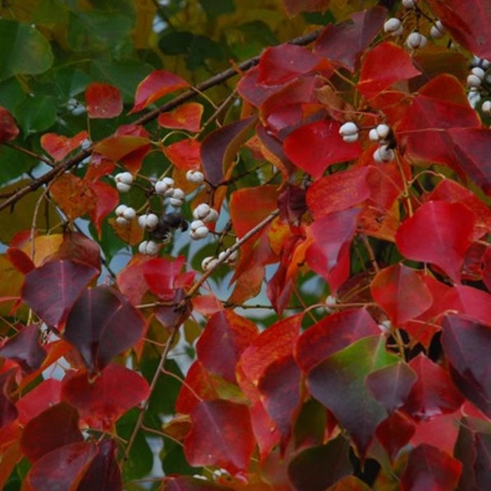 新采乌桕种子腊树孑山籽四