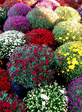 地被小菊种子矮生千头菊球菊多年生耐寒花卉花籽阳台盆栽庭院花海