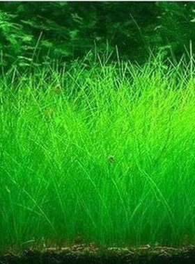 水族箱鱼缸造景草种子迷你