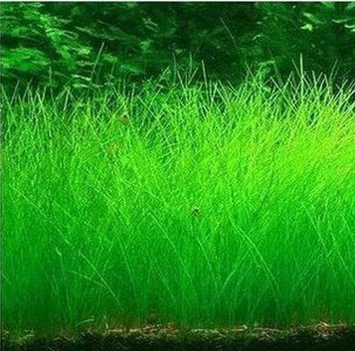 水族箱鱼缸造景草种子迷你