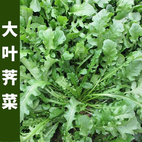 野生大叶荠菜新种子春秋冬图片