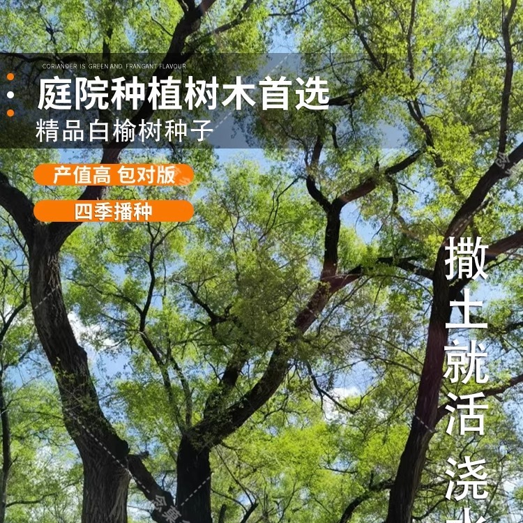 小叶榔榆种子盆景苗树苗榆树种籽