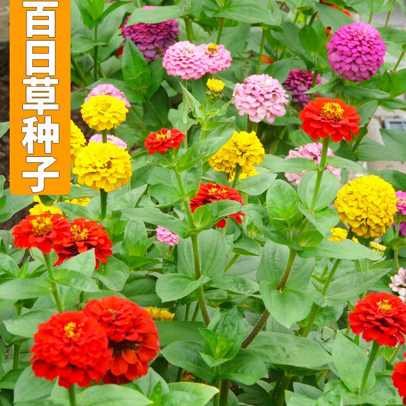花园百日草种子百日菊花种籽子步步高混色花海造景花卉种子四季播