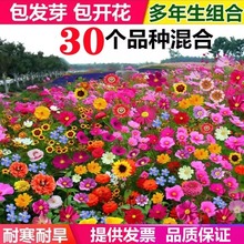 野花组合花种子草坪草花种籽子多季播种开花花格桑花籽太阳花种孑