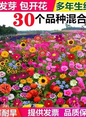野花组合花种子草坪草花种籽子多季播种开花花格桑花籽太阳花种孑